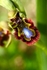 Mirror Orchid