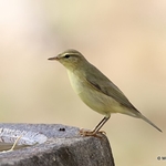 Willow Warbler (Phylloscopus trochilus)
