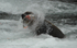 Big grizzly male and his salmon at Brooks lodge