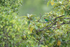 Bay-headed Tanger, Boquete, Panama