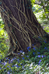 Tree- 8778