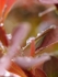 Berberis After Rain (1)
