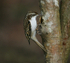 Treecreeper