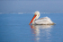 Dalmatian Pelican