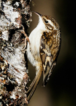 Nuthatches,Treecreepers portfolio