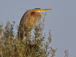 Purple Heron.