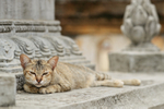 Sleepy Cat at Damrey Sor Pagoda, Battambang, Cambodia