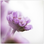 Sea Pink in the Soft Morning Light