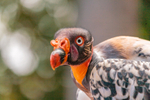 king vulture  sarcomamphus papa-512