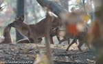Dholes