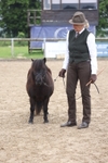 Class 4 - Minitures and Shetlands portfolio