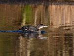Great Northern Diver