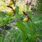 Lady's Slipper (Cypripedium calceolus) 