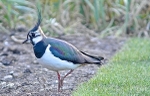Lapwing - UK