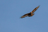 Long-legged Buzzard