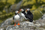 Puffins