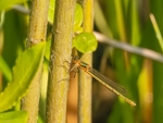 Emerald Damselfly
