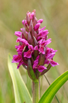 Southern Marsh Orchid at Arne