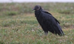 FLB007: Black Vulture