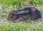 Brown Hare