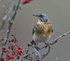 Fieldfare