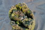 West Wittering - 58