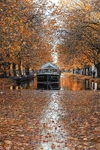 Autumn at Grand Canal, Mespil Road
