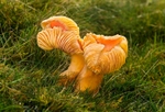 Meadow Waxcap