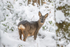 Roe Deer