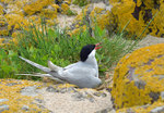 Arctic Tern