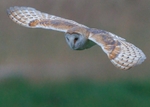 Barn Owl