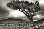 Lone Tree
