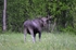 Elk (Moose)