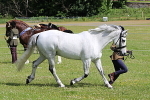 SIAL6219