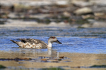 Crested Duck swimming, Carcass Island, Falklands