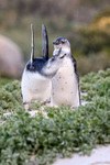 Juvenile African Penguin stretches wings, Foxy Beach, South Africa