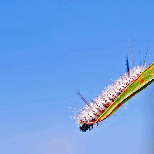 A Hickory Tussock Moth Caterpillar. Larvae of Lophocampa caryae.
