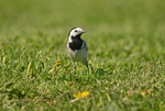 White Wagtail
