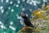 Puffin at Saltee Island in County Wexford