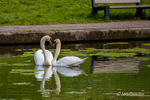 Park Life - Mute Swans - Love in the park