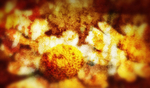 Flower Abstract