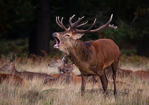 [align=center][size=11][b]Red Deer Stag and Harem, Richmond Park, London[/b][/size][/align]