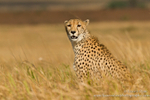 Marshland cheetah