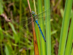 Emperor Dragonfly