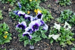 Pansies