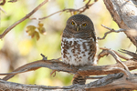 African Barred Owl