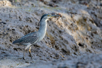 Striated Heron