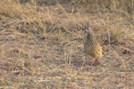 Crested Francolin