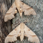The oak hawk (Marumba quercus ) 