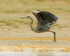 Great Blue Heron, Mud Lake, Canada
